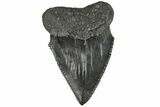 Serrated, Fossil Great White Shark Tooth - South Carolina #202028-1